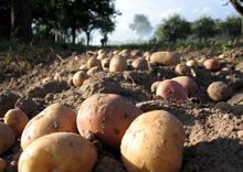 Чебоксары приглашает на выставку «Картофель. Овощи-2011» Чебоксары приглашает на выставку «Картофель. Овощи-2011»