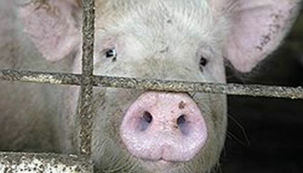 Информационное агентство "Засекин": "Жизнь замечательного свиновода"